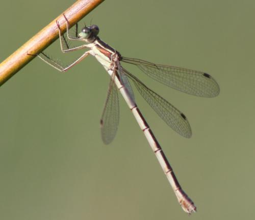 Lestes barbarus